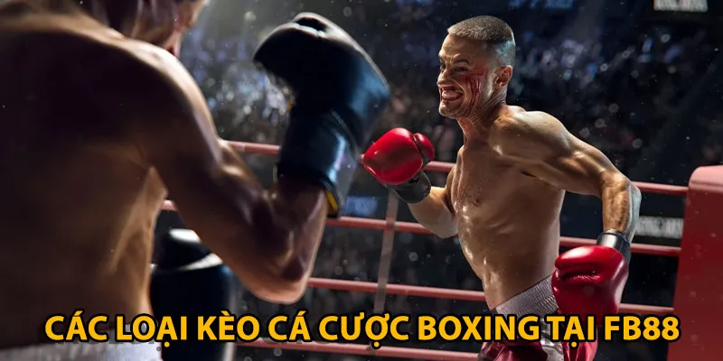 Sân chơi cung cấp đa dạng loại kèo cược boxing hấp dẫn