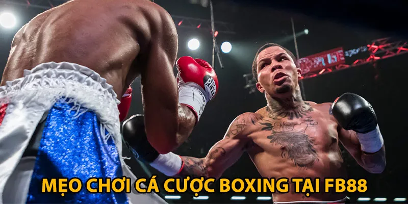 Kinh nghiệm dự đoán boxing cực chuẩn từ cao thủ